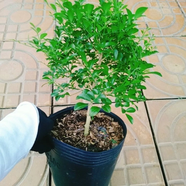 Cây Nguyệt Quế 2 năm tuổi - Cây cảnh để bàn, hoa thơm nhẹ, giá chỉ 65.000đ