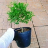 Cây Nguyệt Quế 2 năm tuổi - Cây cảnh để bàn, hoa thơm nhẹ, giá chỉ 65.000đ 7