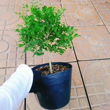 Cây Nguyệt Quế 2 năm tuổi - Cây cảnh để bàn, hoa thơm nhẹ, giá chỉ 65.000đ