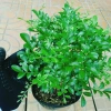 Cây Nguyệt Quế 2 năm tuổi - Cây cảnh để bàn, hoa thơm nhẹ, giá chỉ 65.000đ 8