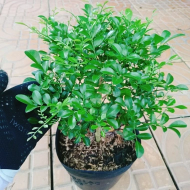 Cây Nguyệt Quế 2 năm tuổi - Cây cảnh để bàn, hoa thơm nhẹ, giá chỉ 65.000đ