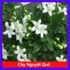 Cây Nguyệt Quế hoa thơm - Cây cảnh sân vườn giá ưu đãi 28.000₫, giảm từ 33.600₫