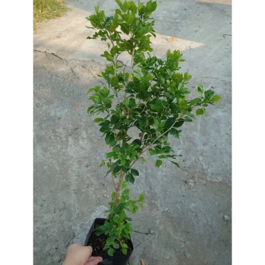 Cây Nguyệt Quế hoa thơm - Cây cảnh sân vườn giá ưu đãi 28.000₫, giảm từ 33.600₫ 2