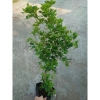 Cây Nguyệt Quế hoa thơm - Cây cảnh sân vườn giá ưu đãi 28.000₫, giảm từ 33.600₫ 3