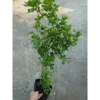 Cây Nguyệt Quế hoa thơm - Cây cảnh sân vườn giá ưu đãi 28.000₫, giảm từ 33.600₫ 4