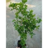 Cây Nguyệt Quế hoa thơm - Cây cảnh sân vườn giá ưu đãi 28.000₫, giảm từ 33.600₫ 5