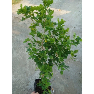 Cây Nguyệt Quế hoa thơm - Cây cảnh sân vườn giá ưu đãi 28.000₫, giảm từ 33.600₫ 5
