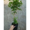 Cây Nguyệt Quế hoa thơm - Cây cảnh sân vườn giá ưu đãi 28.000₫, giảm từ 33.600₫ 6