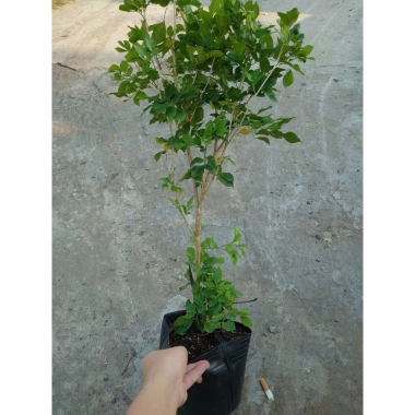 Cây Nguyệt Quế hoa thơm - Cây cảnh sân vườn giá ưu đãi 28.000₫, giảm từ 33.600₫ 6