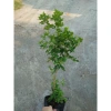 Cây Nguyệt Quế hoa thơm - Cây cảnh sân vườn giá ưu đãi 28.000₫, giảm từ 33.600₫ 7