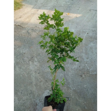 Cây Nguyệt Quế hoa thơm - Cây cảnh sân vườn giá ưu đãi 28.000₫, giảm từ 33.600₫ 7