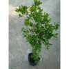 Cây Nguyệt Quế hoa thơm - Cây cảnh sân vườn giá ưu đãi 28.000₫, giảm từ 33.600₫ 8