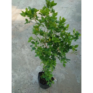 Cây Nguyệt Quế hoa thơm - Cây cảnh sân vườn giá ưu đãi 28.000₫, giảm từ 33.600₫ 8