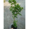 Cây Nguyệt Quế hoa thơm - Cây cảnh sân vườn giá ưu đãi 28.000₫, giảm từ 33.600₫ 9