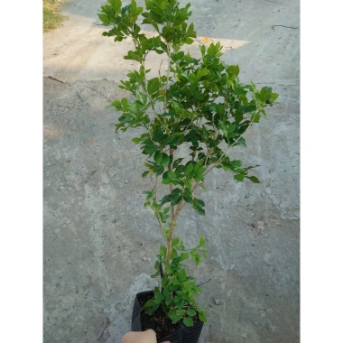 Cây Nguyệt Quế hoa thơm - Cây cảnh sân vườn giá ưu đãi 28.000₫, giảm từ 33.600₫ 9