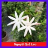 Cây Nguyệt Quế Leo - Cây Cảnh Sân Vườn Giá 45.000, Thân Thìm, Dễ Trồng, Tiết Kiệm