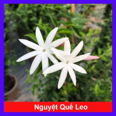 Cây Nguyệt Quế Leo - Cây Cảnh Sân Vườn Giá 45.000, Thân Thìm, Dễ Trồng, Tiết Kiệm