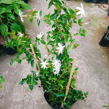 Cây Nguyệt Quế Leo - Cây Cảnh Sân Vườn Giá 45.000, Thân Thìm, Dễ Trồng, Tiết Kiệm