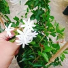Cây Nguyệt Quế Leo - Cây Cảnh Sân Vườn Giá 45.000, Thân Thìm, Dễ Trồng, Tiết Kiệm 4