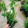 Cây Nguyệt Quế Leo - Cây Cảnh Sân Vườn Giá 45.000, Thân Thìm, Dễ Trồng, Tiết Kiệm 5