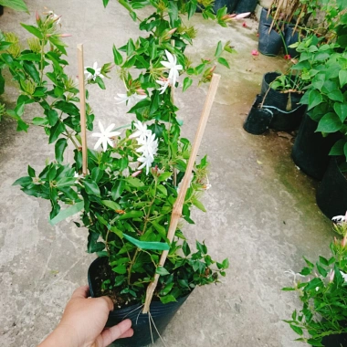 Cây Nguyệt Quế Leo - Cây Cảnh Sân Vườn Giá 45.000, Thân Thìm, Dễ Trồng, Tiết Kiệm