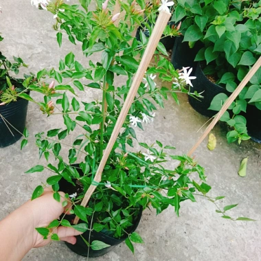 Cây Nguyệt Quế Leo - Cây Cảnh Sân Vườn Giá 45.000, Thân Thìm, Dễ Trồng, Tiết Kiệm