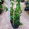 Cây Nguyệt Quế Leo - Cây Cảnh Sân Vườn Giá 45.000, Thân Thìm, Dễ Trồng, Tiết Kiệm 9