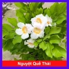 Cây Nguyệt Quế Thái - Cây cảnh trong nhà, giảm giá 38.000 VND, không khí trong lành, chăm sóc dễ dàng