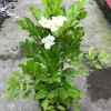 Cây Nguyệt Quế Thái - Cây cảnh trong nhà, giảm giá 38.000 VND, không khí trong lành, chăm sóc dễ dàng 2