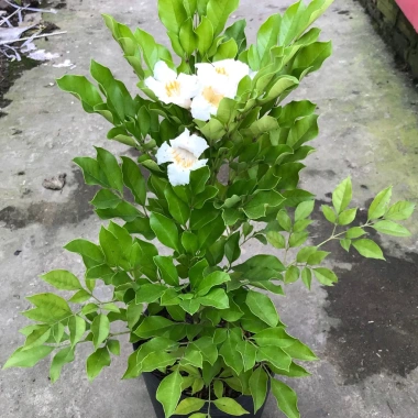 Cây Nguyệt Quế Thái - Cây cảnh trong nhà, giảm giá 38.000 VND, không khí trong lành, chăm sóc dễ dàng