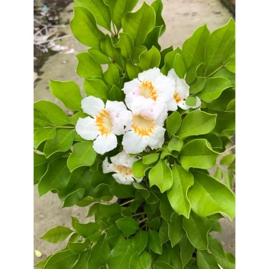 Cây Nguyệt Quế Thái - Cây cảnh trong nhà, giảm giá 38.000 VND, không khí trong lành, chăm sóc dễ dàng 7 Cây Nguyệt Quế Thái - Cây cảnh trong nhà, giảm giá 38.000 VND, không khí trong lành, chăm sóc dễ dàng 7
