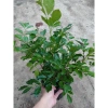 Cây Nguyệt Quế Thái - Cây cảnh trong nhà, giảm giá 38.000 VND, không khí trong lành, chăm sóc dễ dàng 8
