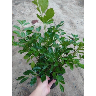 Cây Nguyệt Quế Thái - Cây cảnh trong nhà, giảm giá 38.000 VND, không khí trong lành, chăm sóc dễ dàng