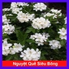Cây Nguyệt Quế Thái Siêu Bông - Cây Hoa Thơm, Cây Cảnh, Bonsai Giá 38.000₫