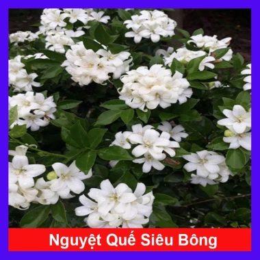 Cây Nguyệt Quế Thái Siêu Bông - Cây Hoa Thơm, Cây Cảnh, Bonsai Giá 38.000₫