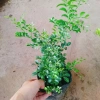 Cây Nguyệt Quế Thái Siêu Bông - Cây Hoa Thơm, Cây Cảnh, Bonsai Giá 38.000₫ 2