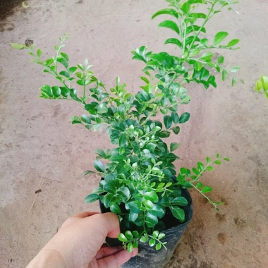 Cây Nguyệt Quế Thái Siêu Bông - Cây Hoa Thơm, Cây Cảnh, Bonsai Giá 38.000₫