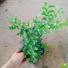 Cây Nguyệt Quế Thái Siêu Bông - Cây Hoa Thơm, Cây Cảnh, Bonsai Giá 38.000₫ 3