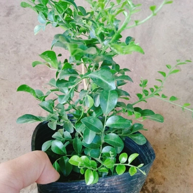 Cây Nguyệt Quế Thái Siêu Bông - Cây Hoa Thơm, Cây Cảnh, Bonsai Giá 38.000₫