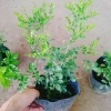 Cây Nguyệt Quế Thái Siêu Bông - Cây Hoa Thơm, Cây Cảnh, Bonsai Giá 38.000₫ 5