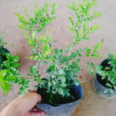 Cây Nguyệt Quế Thái Siêu Bông - Cây Hoa Thơm, Cây Cảnh, Bonsai Giá 38.000₫