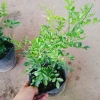Cây Nguyệt Quế Thái Siêu Bông - Cây Hoa Thơm, Cây Cảnh, Bonsai Giá 38.000₫ 6