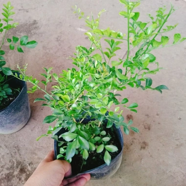 Cây Nguyệt Quế Thái Siêu Bông - Cây Hoa Thơm, Cây Cảnh, Bonsai Giá 38.000₫