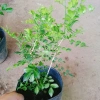 Cây Nguyệt Quế Thái Siêu Bông - Cây Hoa Thơm, Cây Cảnh, Bonsai Giá 38.000₫ 7
