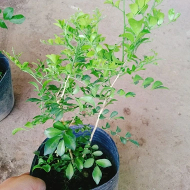 Cây Nguyệt Quế Thái Siêu Bông - Cây Hoa Thơm, Cây Cảnh, Bonsai Giá 38.000₫