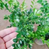 Cây Nguyệt Quế Thái Siêu Bông - Cây Hoa Thơm, Cây Cảnh, Bonsai Giá 38.000₫ 9