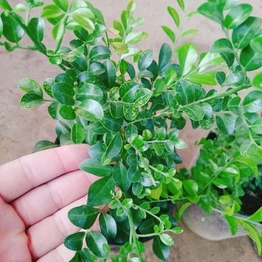 Cây Nguyệt Quế Thái Siêu Bông - Cây Hoa Thơm, Cây Cảnh, Bonsai Giá 38.000₫