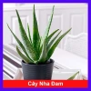 Cây Nha Đam - Cây cảnh sân vườn, giá ưu đãi 35.000₫, tươi mát, dễ trồng