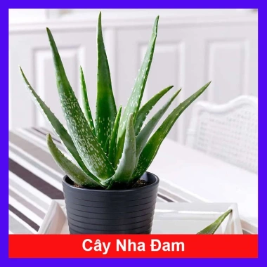Cây Nha Đam - Cây cảnh sân vườn, giá ưu đãi 35.000₫, tươi mát, dễ trồng Cây Nha Đam - Cây cảnh sân vườn, giá ưu đãi 35.000₫, tươi mát, dễ trồng