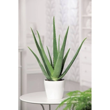 Cây Nha Đam - Cây cảnh sân vườn, giá ưu đãi 35.000₫, tươi mát, dễ trồng 2 Cây Nha Đam - Cây cảnh sân vườn, giá ưu đãi 35.000₫, tươi mát, dễ trồng 2